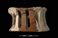 藏品(陶片)的圖片